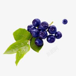 成熟的蓝莓微距特写素材