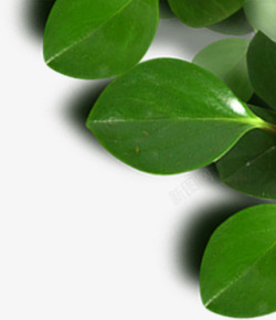摄影绿色的树叶造型效果素材
