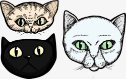 可爱类型不同类型的猫鼻子高清图片