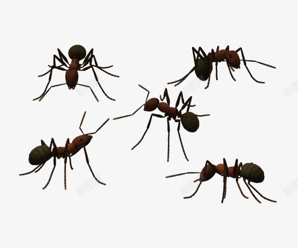 长触角大肚蚂蚁png免抠素材_新图网 https://ixintu.com 大肚 实物 昆虫 蚂蚁 触角