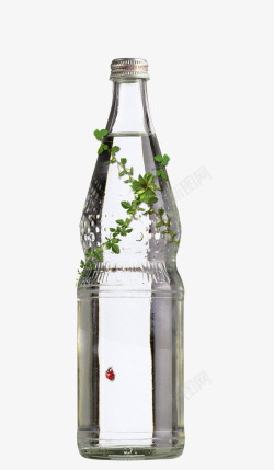 透明水瓶上的绿叶和瓢虫素材