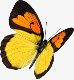 黄色卡通手绘蝴蝶昆虫素材