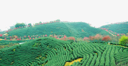 湿润性茶田全年四季分明高清图片