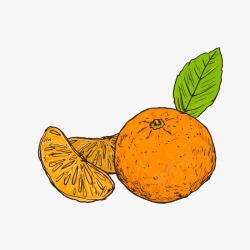 彩色手绘橘子矢量图素材