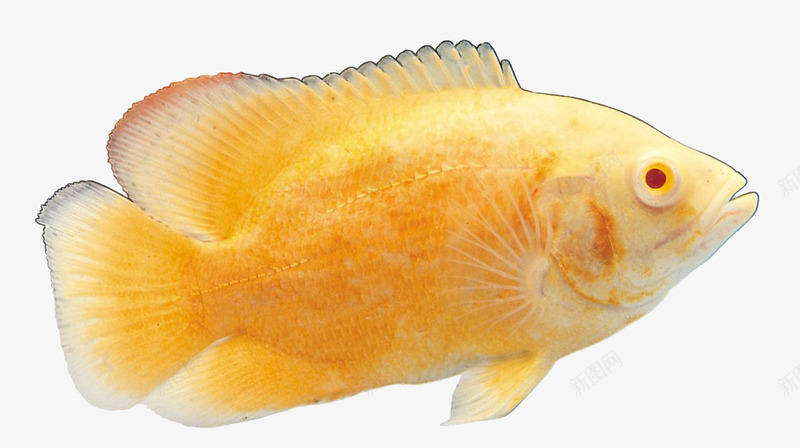 观赏鱼png免抠素材_新图网 https://ixintu.com 产品实物 动物 海里动物 热带鱼 金色 鱼