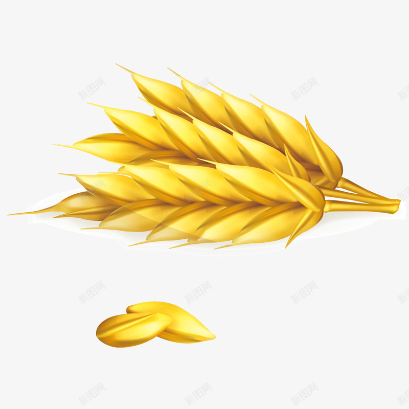 手绘金黄的小麦png免抠素材_新图网 https://ixintu.com 五谷杂粮 小麦 手绘 水稻 金黄的小麦