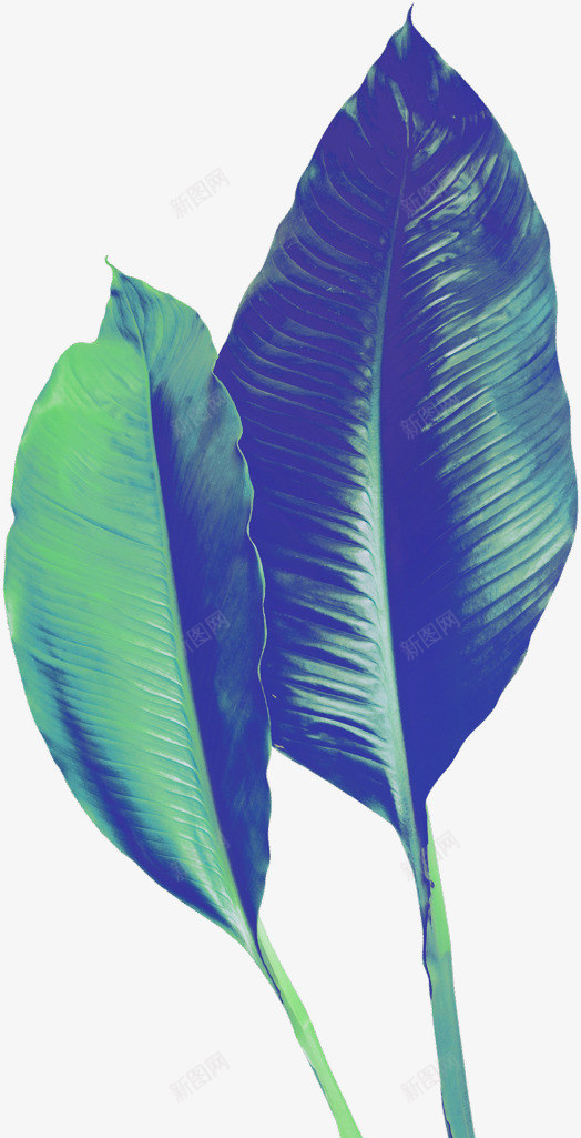 绿色植物芭蕉叶装饰图案png免抠素材_新图网 https://ixintu.com 免抠PNG 植物 绿色 芭蕉叶 装饰图案