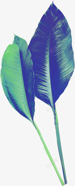 芭蕉叶图案绿色植物芭蕉叶装饰图案高清图片