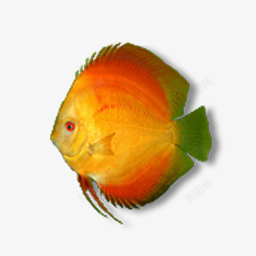红色扁鱼png免抠素材_新图网 https://ixintu.com 产品实物 动物 扁鱼 海里动物 热带鱼 红色 观赏鱼 鱼