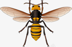 蜜蜂背面矢量图素材