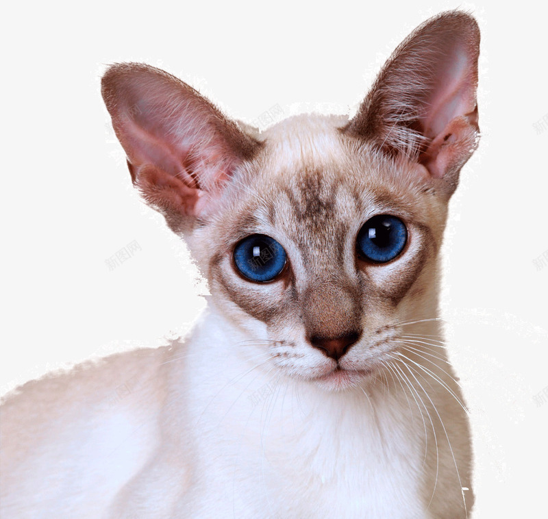 蓝眼睛猫咪png免抠素材_新图网 https://ixintu.com 可爱 猫咪 蓝眼睛