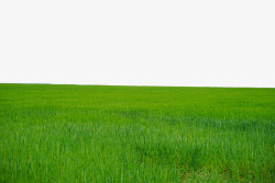 茂盛小麦茂盛的小麦地高清图片