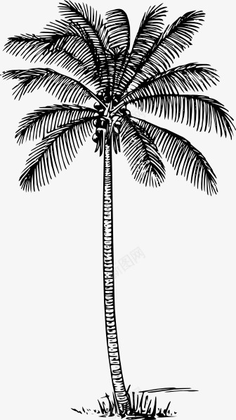 热带椰子树png免抠素材_新图网 https://ixintu.com 叶子 树木 椰子树