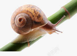 绿色杆子一活动的蜗牛高清图片