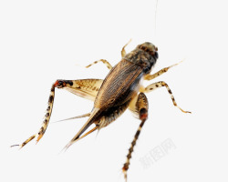 蝈蝈蟋蟀昆虫高清图片