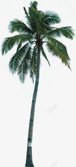 热带美景椰树美景高大热带高清图片