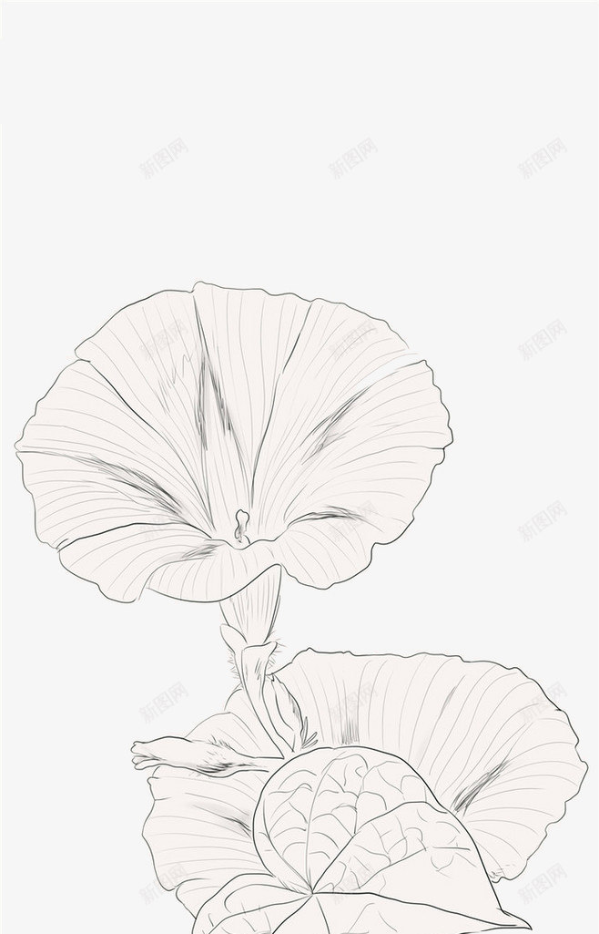 花卉png免抠素材_新图网 https://ixintu.com 手绘 植物 牵牛花 线描 花朵