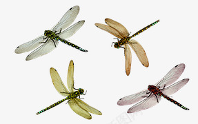 蜻蜓png免抠素材_新图网 https://ixintu.com 昆虫 标本 网页