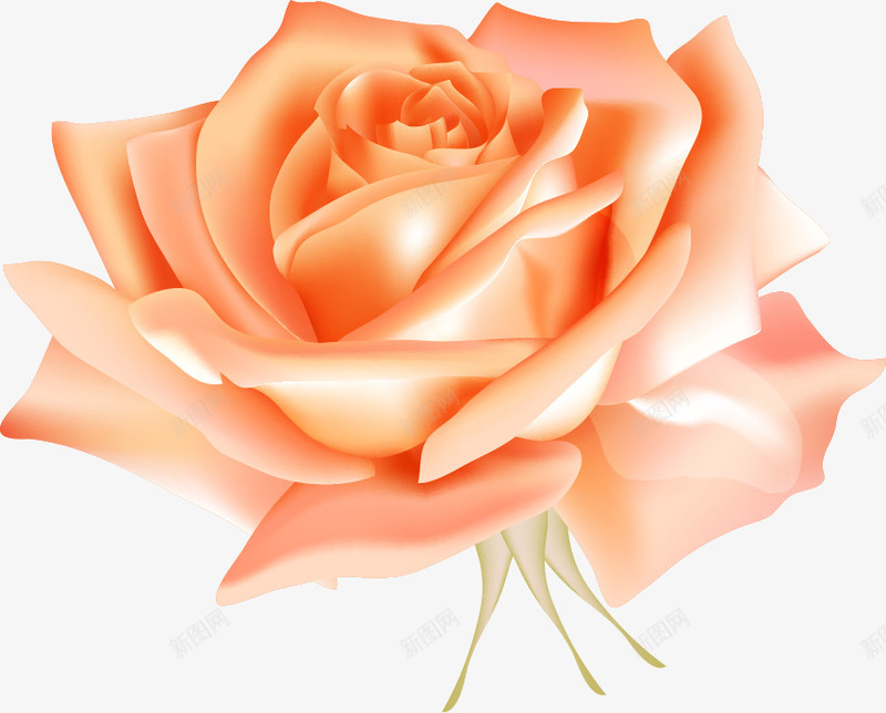 创意手绘质感橘色的玫瑰花png免抠素材_新图网 https://ixintu.com 创意 玫瑰花 质感