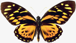 蝶类素材黄黑色蝴蝶高清图片