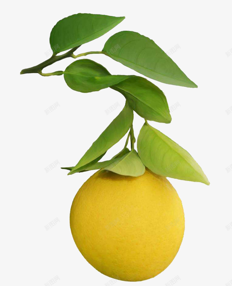 采摘橘子png免抠素材_新图网 https://ixintu.com 一个橘子 橘树 水果 绿叶 黄色