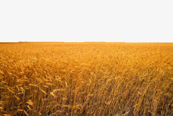 黄色麦地黄色麦穗高清图片