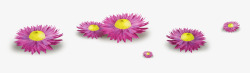 落在地上的粉色花朵素材