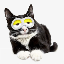 黑白色猫咪疲惫的眼神高清图片