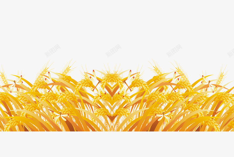 金黄麦子png免抠素材_新图网 https://ixintu.com 小麦 成熟 收获 黄色