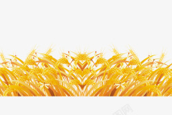 金黄麦子素材