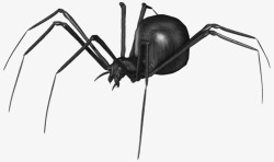 黑色的超大蜘蛛素材