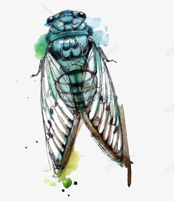创意昆虫水彩画png免抠素材_新图网 https://ixintu.com 创意 动物 彩绘 彩色 手绘 昆虫 水彩画