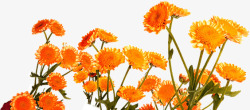 橘黄色花朵花园素材