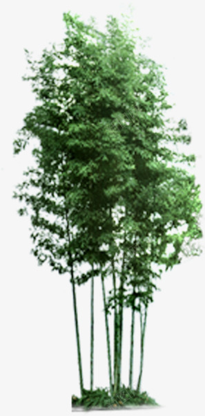 杨树绿树景观树效果贴图png免抠素材_新图网 https://ixintu.com 效果贴图 景观树 杨树 植物贴图 绿树
