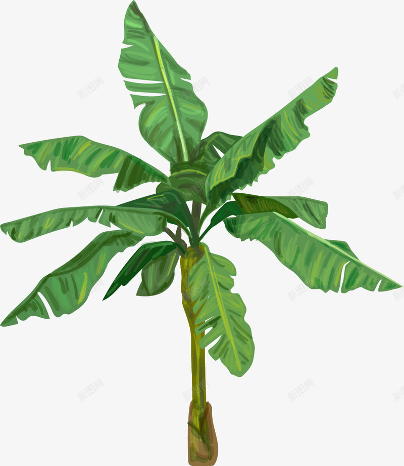 绿色植物装饰元素png免抠素材_新图网 https://ixintu.com 手绘植物 绿色植物 芭蕉叶 芭蕉树
