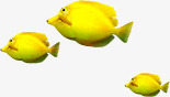 鱼金鱼热带鱼黄色素材