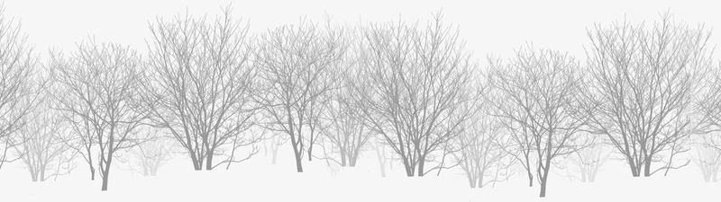 雪地上分叉的枯树林png图片免费下载 素材0yveupaap 新图网
