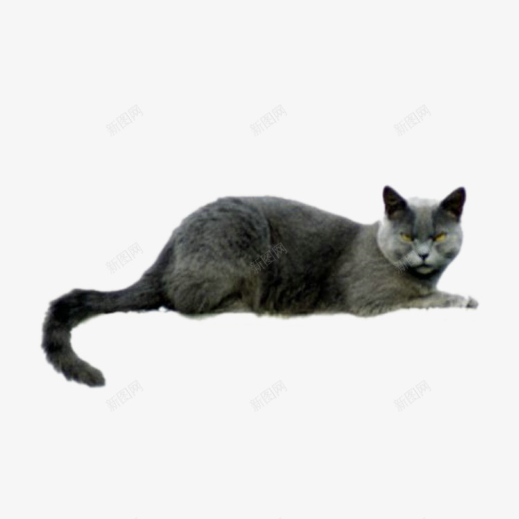 英国短毛猫png免抠素材_新图网 https://ixintu.com 凝视 可爱 尾巴 灰色 猫咪