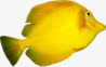 左上角黄色热带鱼png免抠素材_新图网 https://ixintu.com 左上角 热带鱼 黄色