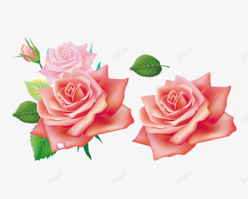 盛开的玫瑰花png免抠素材_新图网 https://ixintu.com 叶子 手绘 橘粉色的 玫瑰 盛开 绿色的 花朵