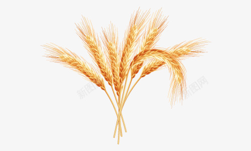 金色麦子实物png免抠素材_新图网 https://ixintu.com 小麦免抠实物 成熟麦子 粮食 金色麦子 麦穗png 麦穗小麦庄稼