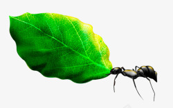 蚂蚁与绿叶素材