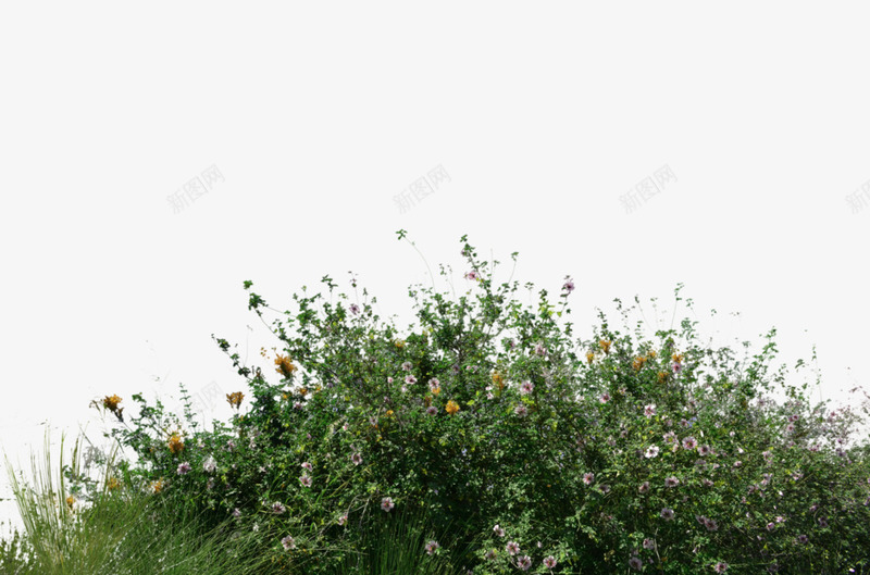 绿色花丛植物装饰图案png免抠素材_新图网 https://ixintu.com 免抠PNG 植物 绿色 花丛 草丛 装饰图案