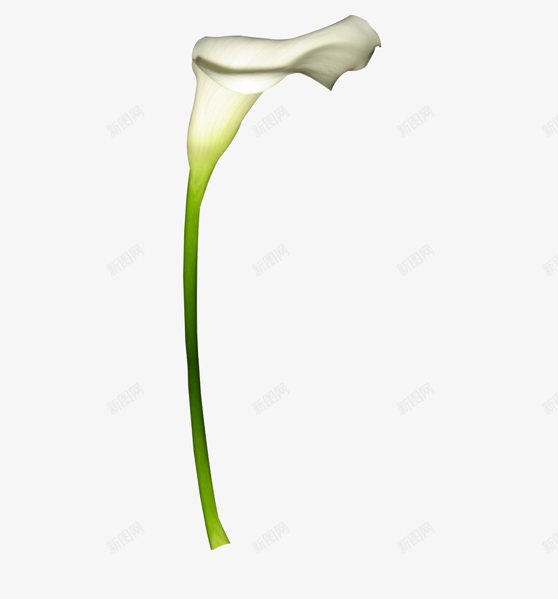 一朵百合花png免抠素材_新图网 https://ixintu.com png图形 png装饰 植物 百合花 花朵 装饰