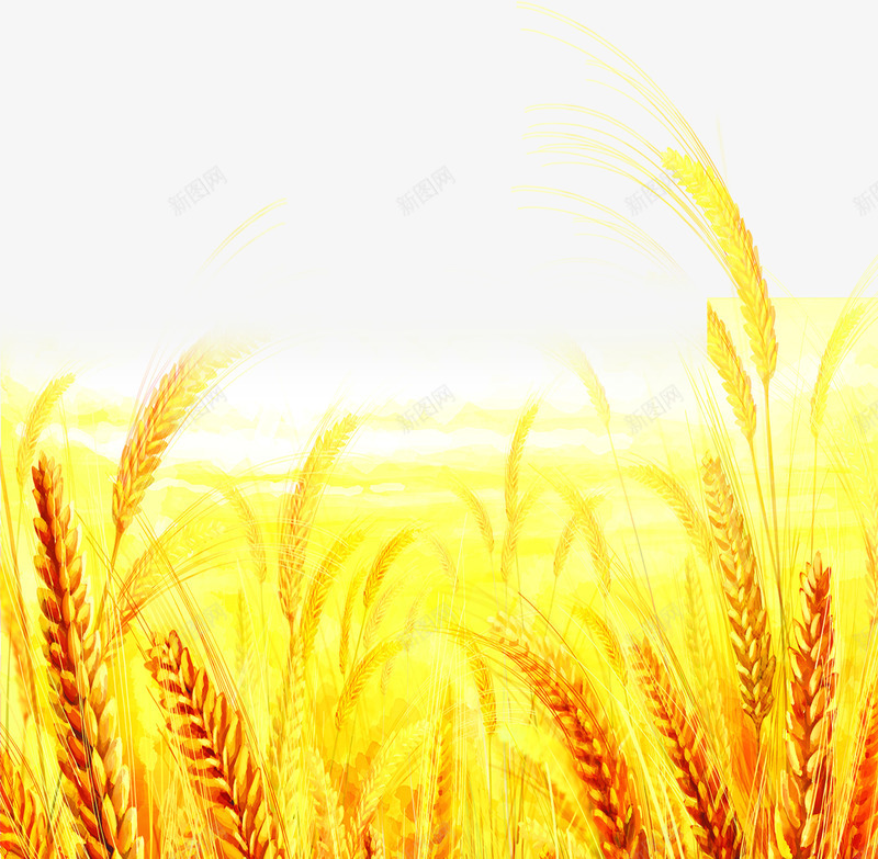 环境渲染效果黄色小麦png免抠素材_新图网 https://ixintu.com 小麦 效果 渲染 环境 黄色