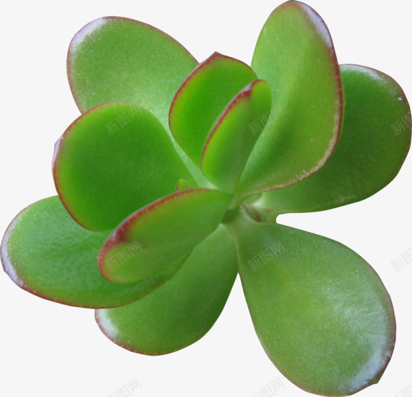 绿色清新植物造型png免抠素材_新图网 https://ixintu.com 植物 清新 绿色 造型
