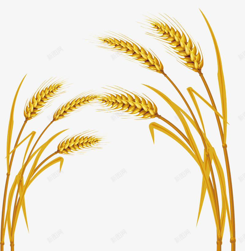 金色麦穗图案png免抠素材_新图网 https://ixintu.com 小麦 粮食 金色 麦穗