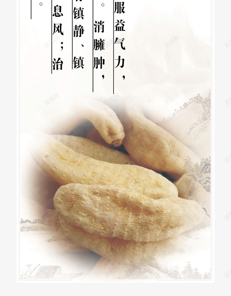 天麻介绍psd免抠素材_新图网 https://ixintu.com 介绍 天麻作用 天麻文案 文字 药材