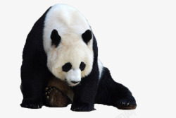 珍贵国宝熊猫国宝宝物珍贵稀有高清图片