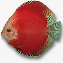红色热带鱼元素素材